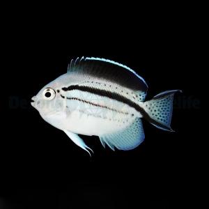 Geniacanthus Lamarck - Female