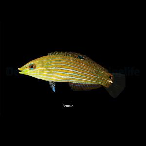 Halichoeres Melanurus - Female