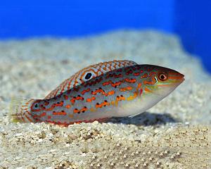 Halichoeres Timorensis