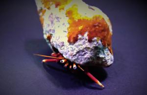 Red Legged Hermit - Calcinus sp.