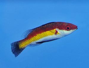 Cirrhilabrus Naokoae (Male)