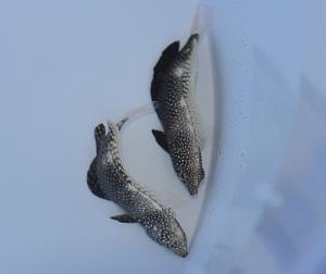 Macropharyngodon Negrosensis