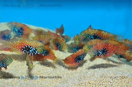 Macropharyngodon Bipartitus - Female