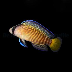 Manonichthys Splendens