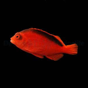 Neocirrhites Armatus