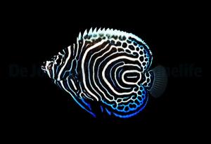 Pomacanthus imperator - T.B. Juvenil