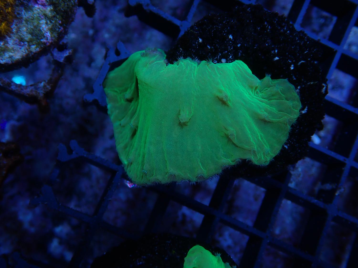 Cabbage Coral - Neon green
