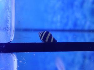 Bumblebee snail - Engina mendicaria