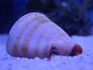 Strombus sp.