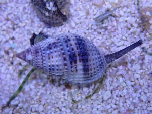 Nassarius sp.