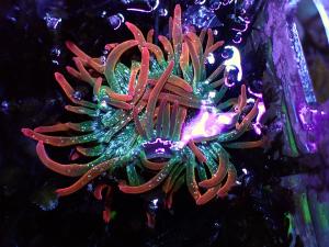 Entacmaea quadricolor - Bubble Tip Anemone