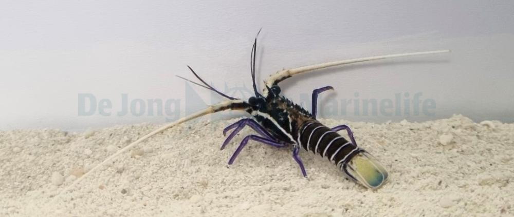 Panulirus Versicolor