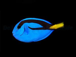 Paracanthurus Hepatus - M