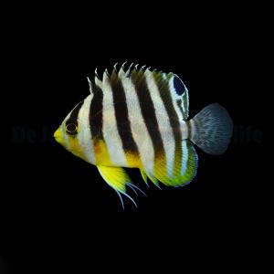 Paracentropyge multifasciata - T.B.