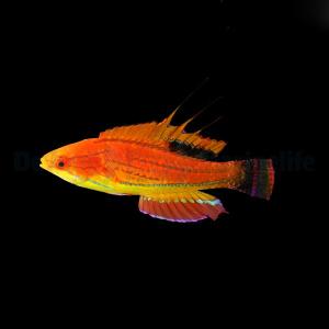 Paracheilinus Carpenteri