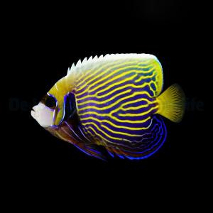 Pomacanthus Imperator - Adult