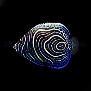 Pomacanthus Imperator - Juvenile