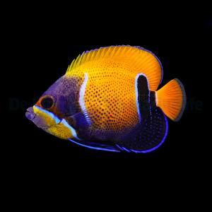 Pomacanthus Navarchus - Adult