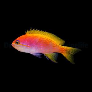 Pseudanthias Bimaculatus