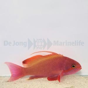 Pseudanthias Cheirospilos - Male
