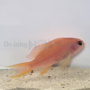 Pseudanthias Cheirospilos - Female