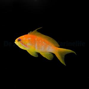 Pseudanthias Squamipinnis - Hona