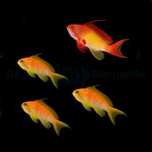 Pseudanthias Squamipinnis - 1+5 pack