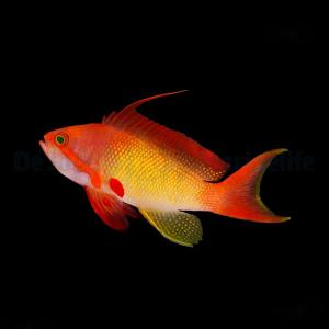 Pseudanthias Squamipinnis - Hane
