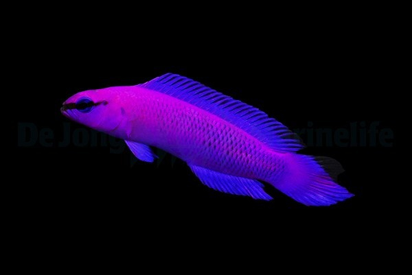 Pseudochromis Fridmani - DJM Bred