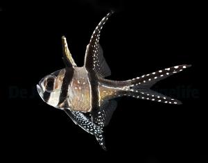 Pterapogon kauderni - Banggai Cardinalfish