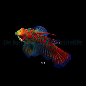 Pterosynchiropus splendidus