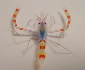 Stenopus Tenuirostris