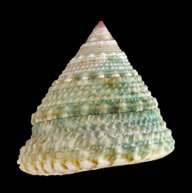 Trochus Maculatus