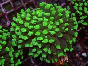 Euphyllia Paraancora - Aust. Green Hammer