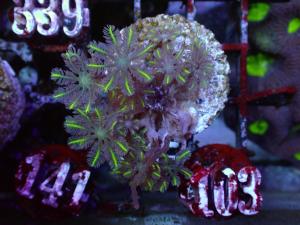 Clavularia spp. - "Gold" Clove polyp
