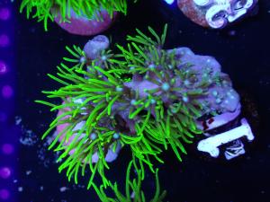 Branching Green Star Polyps - Briareum sp.
