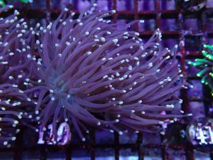 Black Torch Orange Tip - Euphyllia Glabrescens