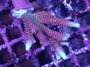 Acropora Millepora - Pink - AZ Frag