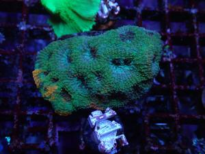 Acanthastrea Echinata