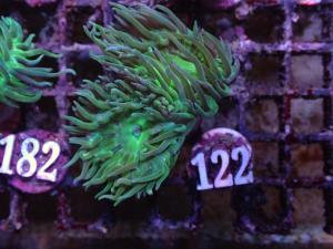 Duncanopsammia Axifuga