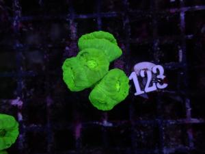 Caulastrea spp. - Neon