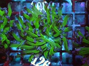 Bicolor Branching Hammer - Euphyllia Paraancora