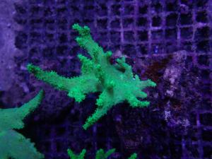 Sinularia sp. - Ultra green