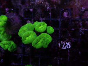 Caulastrea spp. - Neon