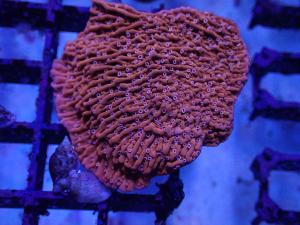 Montipora sp. - Snow Cap