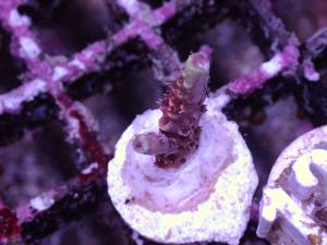 Acropora Millepora - Pink - AZ Frag