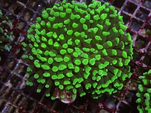 Euphyllia Paraancora - Aust. Green Hammer