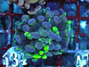 Blotchy Bicolor - Euphyllia Paraancora