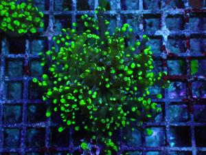 Frogspawn - Euphyllia Paradivisa