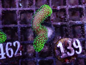 Stylophora sp. - Green